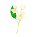 White Fragrant Flowers of Jasmine Plant Specie Sprig with Pinnate Leaves Closeup Vector Illustration