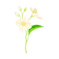 White Fragrant Flowers of Jasmine Plant Specie Sprig with Pinnate Leaves Closeup Vector Illustration