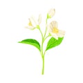 White Fragrant Flowers of Jasmine Plant Specie Sprig with Pinnate Leaves Closeup Vector Illustration