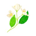 White Fragrant Flowers of Jasmine Plant Specie Sprig with Pinnate Leaves Closeup Vector Illustration