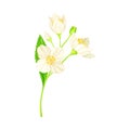 White Fragrant Flowers of Jasmine Plant Specie Sprig with Pinnate Leaves Closeup Vector Illustration