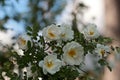White fragrant flowers of rosa spinosissima Rosa pimpinellifolia blooming Royalty Free Stock Photo