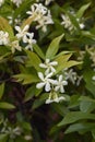 Trachelospermum jasminoides blossom Royalty Free Stock Photo