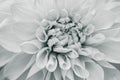 White, fragrant, full bloom dahlia Royalty Free Stock Photo