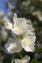 white fragrant jasmine flowers covered with water drops Royalty Free Stock Photo