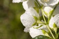 white fragrant jasmine flowers covered with water drops Royalty Free Stock Photo