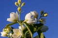 White fragrant jasmine flowers in the spring season Royalty Free Stock Photo