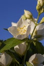 White fragrant jasmine flowers in the spring season Royalty Free Stock Photo