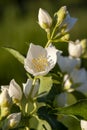 White fragrant jasmine flowers in the spring season Royalty Free Stock Photo