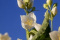 White fragrant jasmine flowers in the spring season Royalty Free Stock Photo