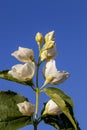 White fragrant jasmine flowers in the spring season Royalty Free Stock Photo