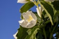 White fragrant jasmine flowers in the spring season Royalty Free Stock Photo