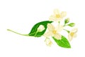 White Fragrant Jasmine Flowers on Stem with Green Leaves Closeup View Vector Illustration