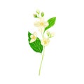White Fragrant Jasmine Flowers on Stem with Green Leaves Closeup View Vector Illustration
