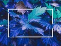 White frame on blue leaves wall texture background Royalty Free Stock Photo