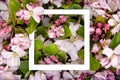 White frame on floral background. Spring flower border, pink and white apple tree flowers, top view. Spring blossom concept, flat Royalty Free Stock Photo
