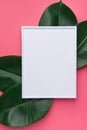 White frame mockup with beautiful big green ficus leaves on cherry pink background. Organic Cosmetics Wellness spa