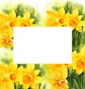 White frame on watercolour background with spring yellow narcissus