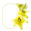 White frame with yellow lilies Royalty Free Stock Photo