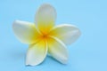 White frangipani