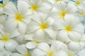 White frangipani background