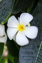 White frangipani closeup