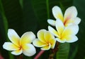 White Frangipani flower