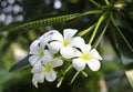 White frangipani flower Royalty Free Stock Photo
