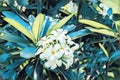 White frangipani flower in blue green leaf. Plumeria blossom digital illustration. Blooming tropical bush.