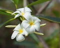 White frangipani flower