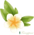 White frangipani flower, eps-10 Royalty Free Stock Photo