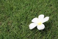 White frangipani flower falling on the grass green floor. Royalty Free Stock Photo
