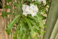 White Frangipani Flower