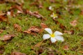 White frangipani flower on green grass ground