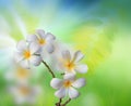 White frangipani flower with green nature