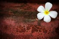 White frangipani flower on red grungy background Royalty Free Stock Photo