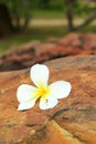 White frangipani flower on the stone Royalty Free Stock Photo