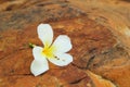 White frangipani flower on the stone Royalty Free Stock Photo