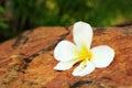 White frangipani flower on the stone Royalty Free Stock Photo