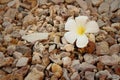 White frangipani flower on stone background. Royalty Free Stock Photo