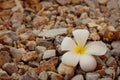 White frangipani flower on stone background. Royalty Free Stock Photo