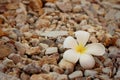 White frangipani flower on stone background. Royalty Free Stock Photo