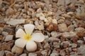 White frangipani flower on stone background. Royalty Free Stock Photo