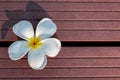 White Frangipani Flower in Wood Texture Background