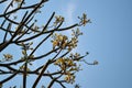 White frangipani flowers in bloom