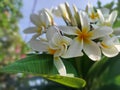 white frangipani flowers bloom like five stars