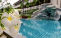 White Frangipani flowers blooming with swimming pool Royalty Free Stock Photo