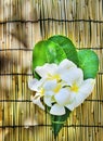 White frangipani flowers bouquet decorated in green leaves laying on bamboo wood mat with copy space