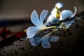 White frangipani flowers fell onto the windshield Royalty Free Stock Photo