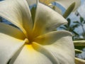 White frangipani flowers. Royalty Free Stock Photo